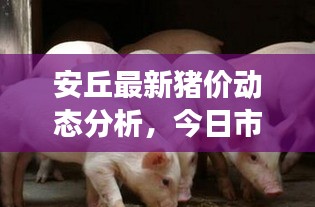 安丘最新猪价动态分析，今日市场走势揭秘