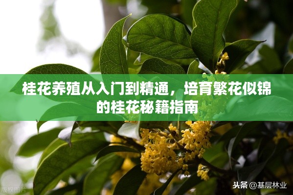 桂花养殖从入门到精通，培育繁花似锦的桂花秘籍指南