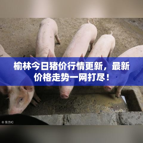 榆林今日猪价行情更新，最新价格走势一网打尽！