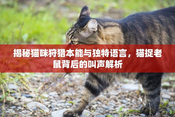 揭秘猫咪狩猎本能与独特语言，猫捉老鼠背后的叫声解析