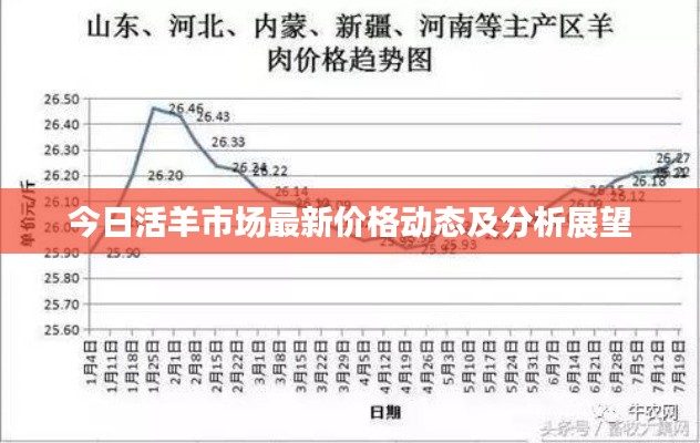 今日活羊市场最新价格动态及分析展望