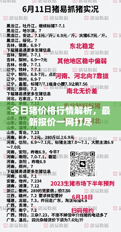 今日猪价格行情解析，最新报价一网打尽