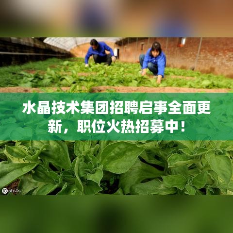水晶技术集团招聘启事全面更新，职位火热招募中！