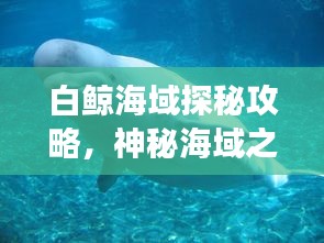 白鲸海域探秘攻略，神秘海域之旅全解析