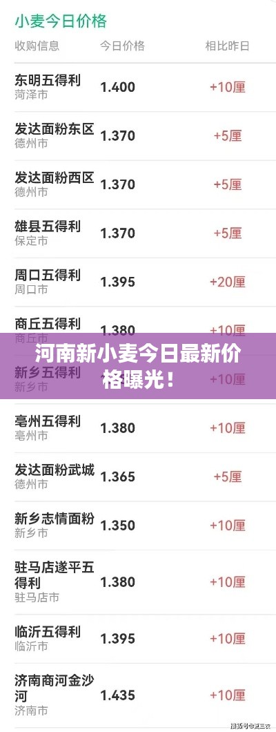 河南新小麦今日最新价格曝光！