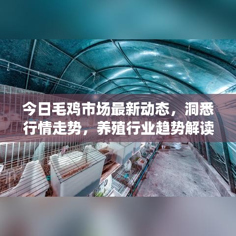 今日毛鸡市场最新动态，洞悉行情走势，养殖行业趋势解读
