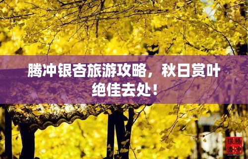 腾冲银杏旅游攻略，秋日赏叶绝佳去处！