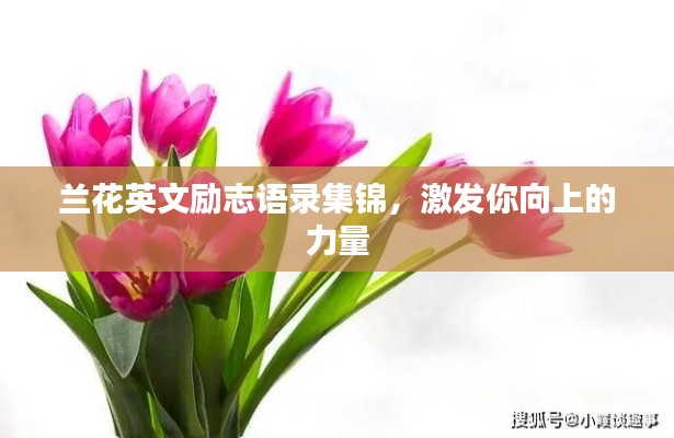 兰花英文励志语录集锦，激发你向上的力量