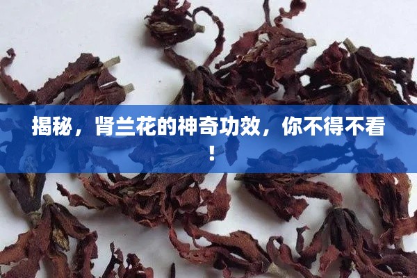 揭秘，肾兰花的神奇功效，你不得不看！