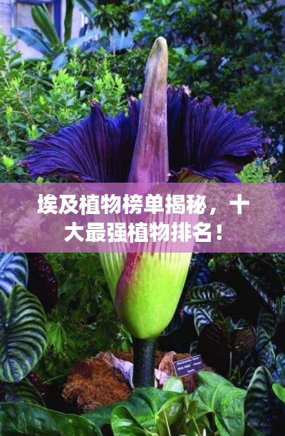 埃及植物榜单揭秘，十大最强植物排名！