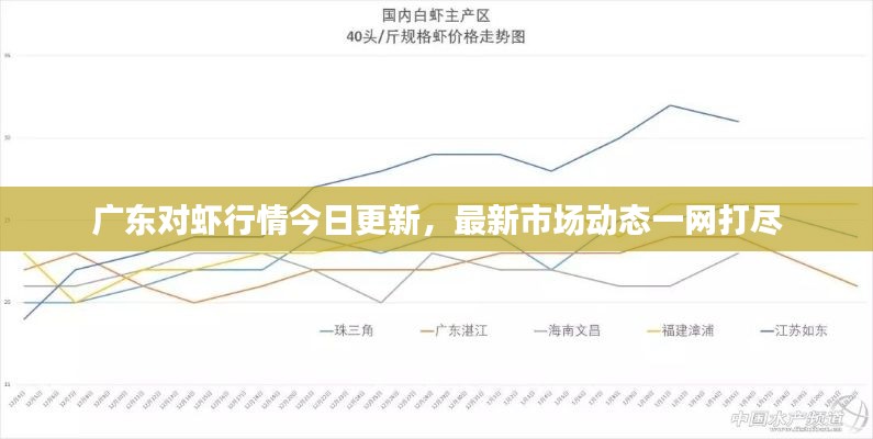 广东对虾行情今日更新，最新市场动态一网打尽